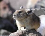 pika25MT