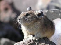 pika25MT