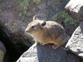pika26MT