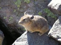 pika26MT