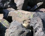 pika27MT