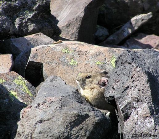 pika27MT
