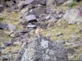 pika28MT