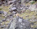 pika28MT