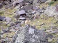 pika28MT