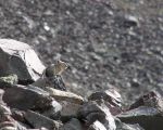 pika29MT