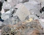 pika2MT