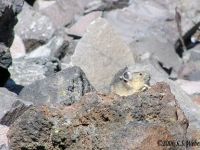 pika2MT