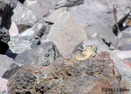 pika2MT