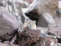 pika30MT