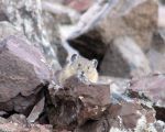 pika30MT