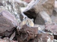 pika30MT