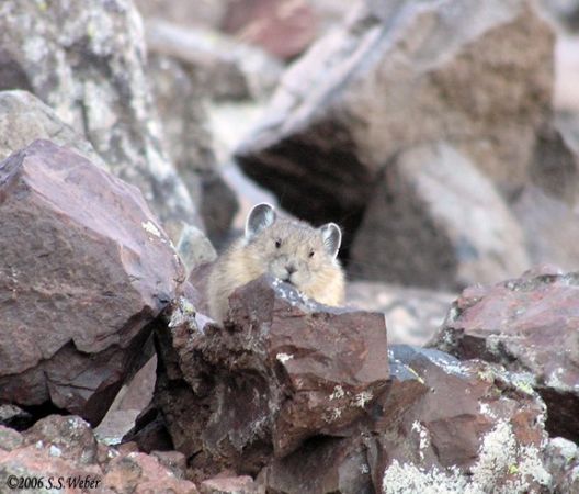 pika30MT