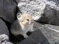 pika30mt opt2 
