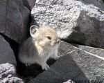 pika30mt opt2 