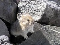 pika30mt opt2 