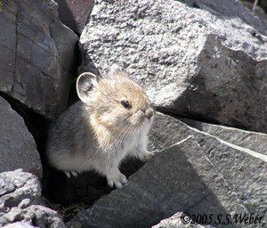 pika30mt opt2 