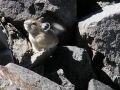 pika33MT