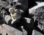 pika33MT
