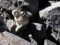 pika33MT
