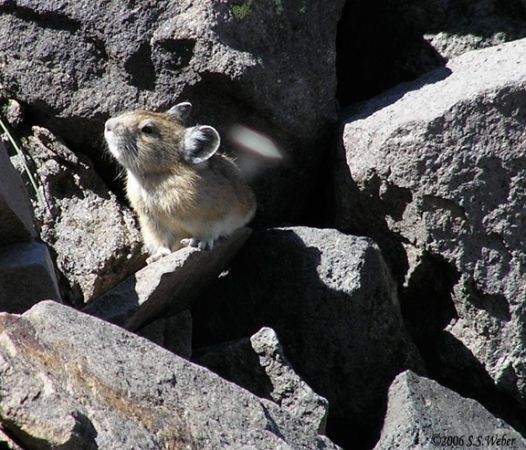 pika33MT