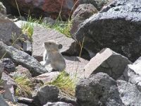 pika33mt opt2 