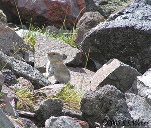 pika33mt opt2 
