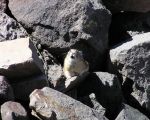 pika34MT