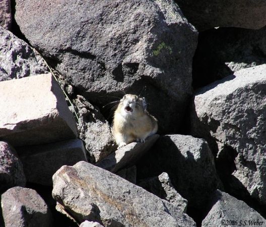 pika34MT
