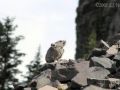 pika34mt opt2 