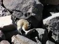 pika35MT