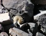 pika35MT