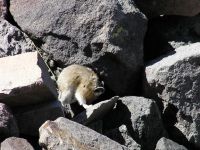 pika35MT