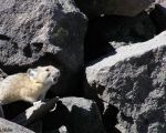 pika36MT