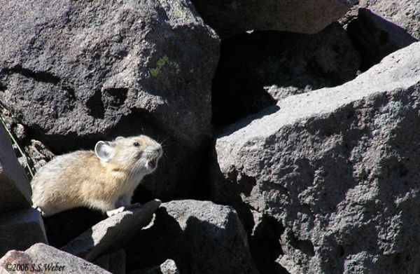 pika36MT