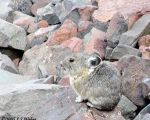 pika36mt opt2 