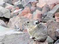 pika36mt opt2 