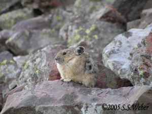 pika38mt opt2 