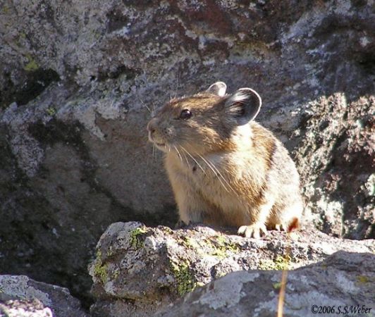 pika39MT