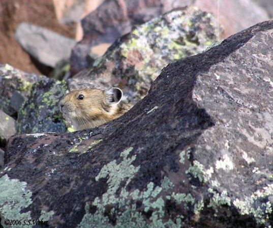 pika40MT