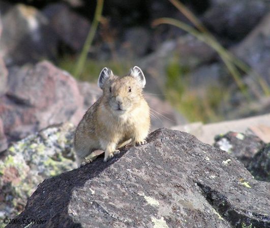 pika42MT