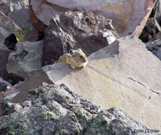 pika43MT