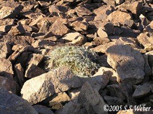 Pikahaypile2 opt2 
