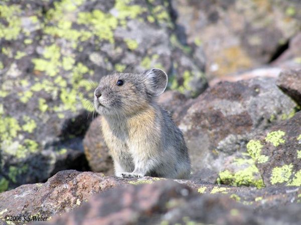 pika51MT