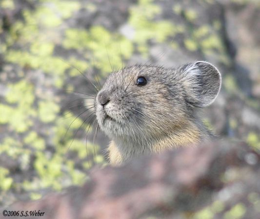 pika52MT