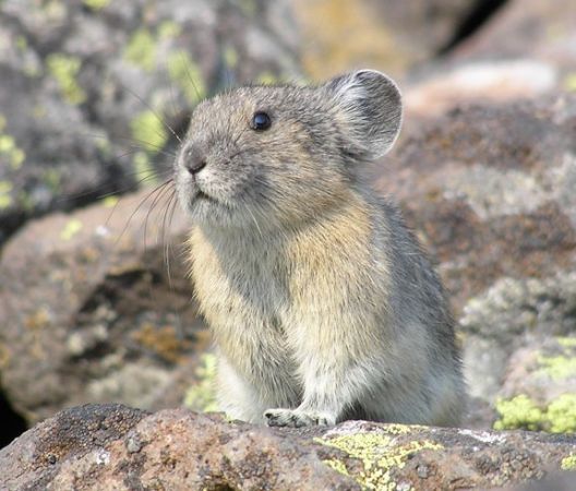 pika53MT