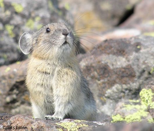 pika54MT