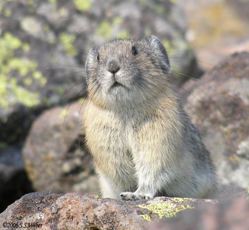 pika55MT
