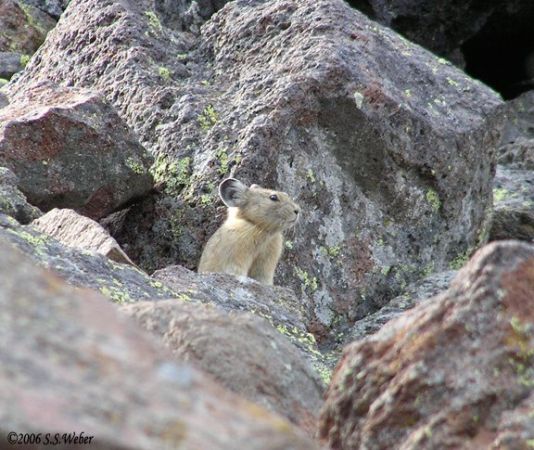 pika56MT