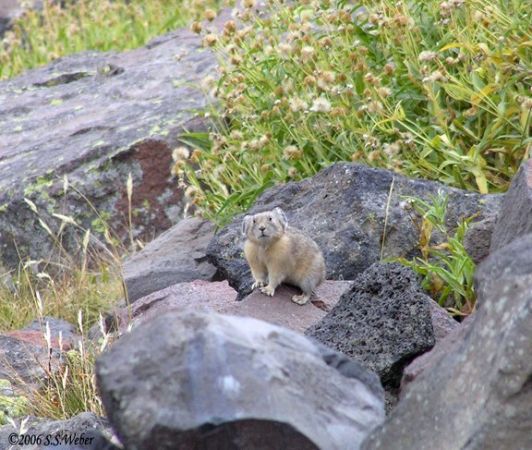 pika57MT